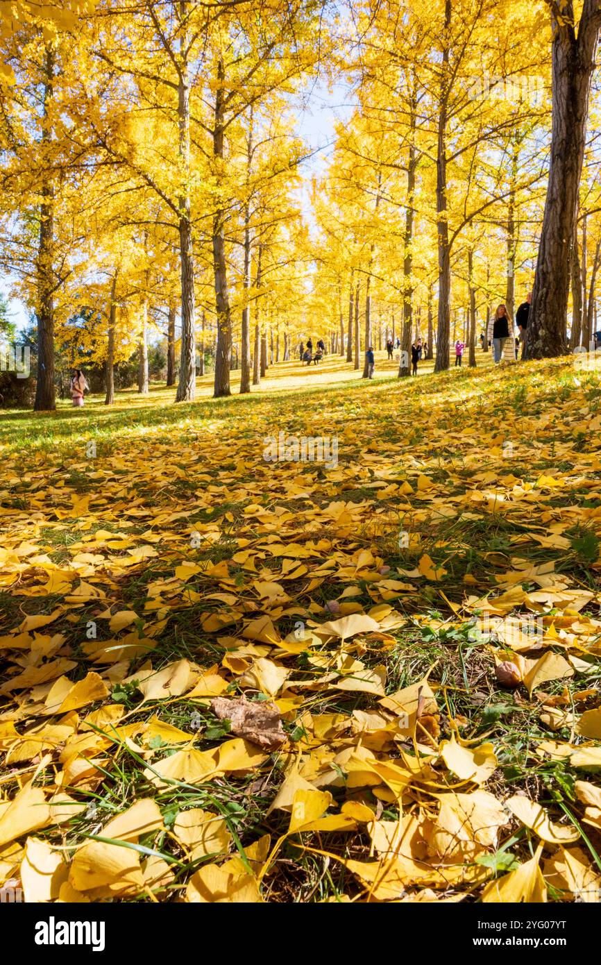 Il y a environ 300 arbres ginko dans le Blandy Ginko Grove à l'Arboretum d'État de Virginie. À l'automne, leurs feuilles vertes deviennent jaune doré créat Banque D'Images
