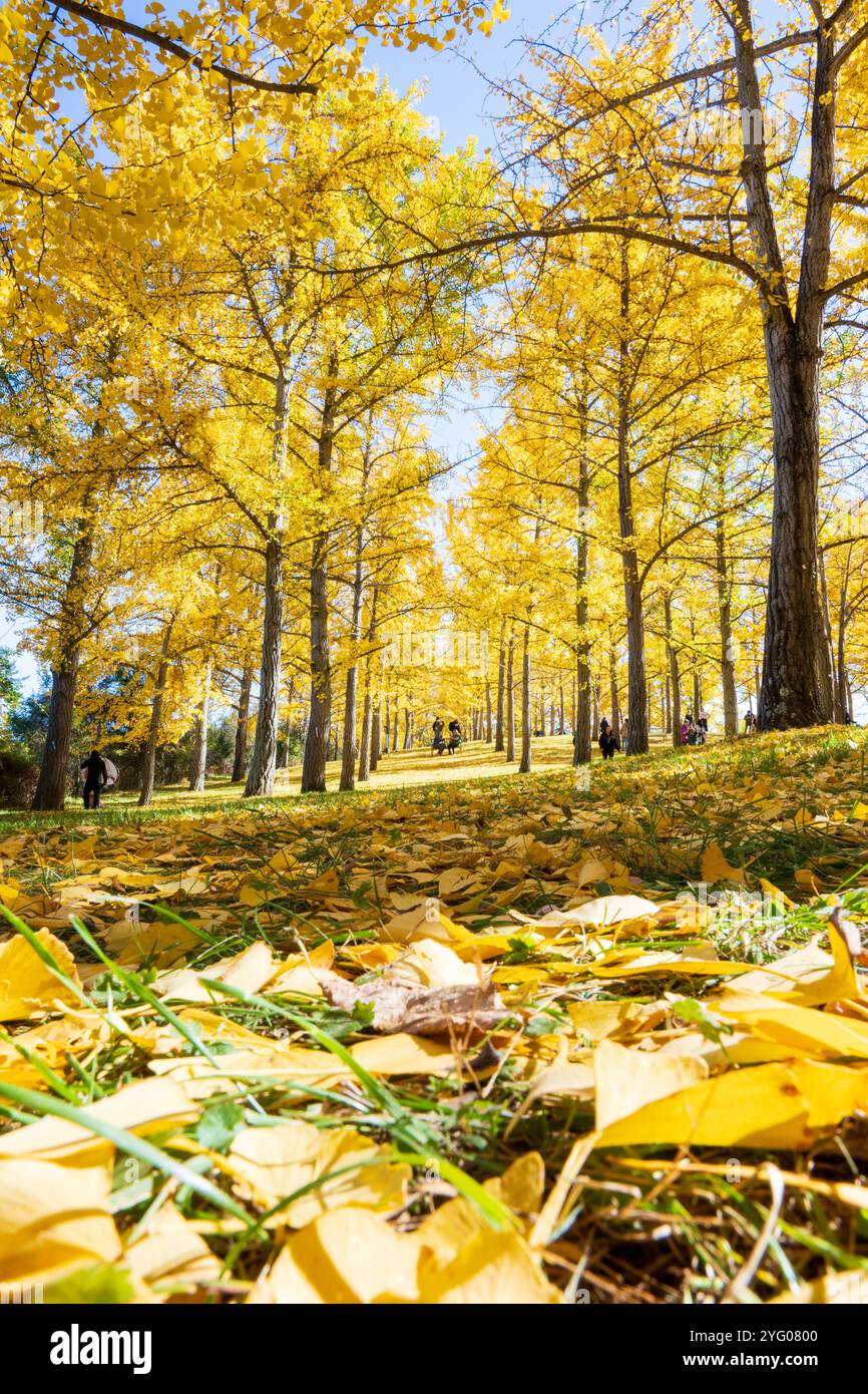 Il y a environ 300 arbres ginko dans le Blandy Ginko Grove à l'Arboretum d'État de Virginie. À l'automne, leurs feuilles vertes deviennent jaune doré créat Banque D'Images