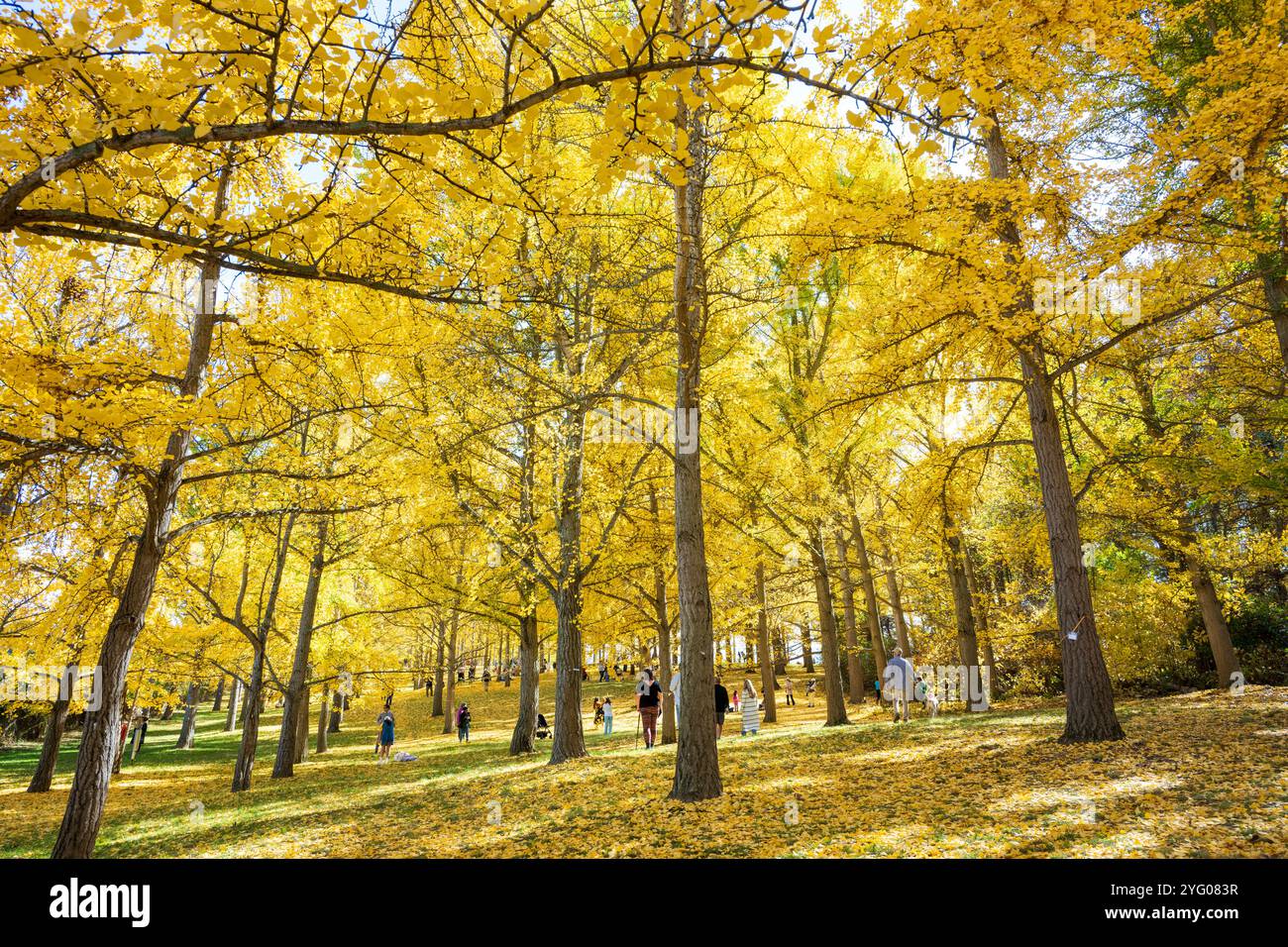 Il y a environ 300 arbres ginko dans le Blandy Ginko Grove à l'Arboretum d'État de Virginie. À l'automne, leurs feuilles vertes deviennent jaune doré créat Banque D'Images