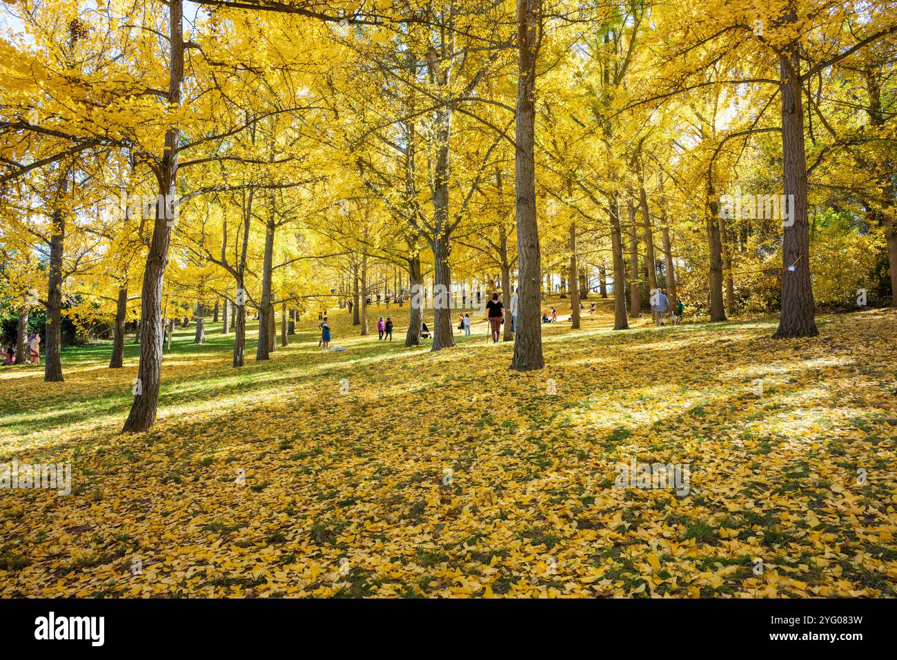 Il y a environ 300 arbres ginko dans le Blandy Ginko Grove à l'Arboretum d'État de Virginie. À l'automne, leurs feuilles vertes deviennent jaune doré créat Banque D'Images