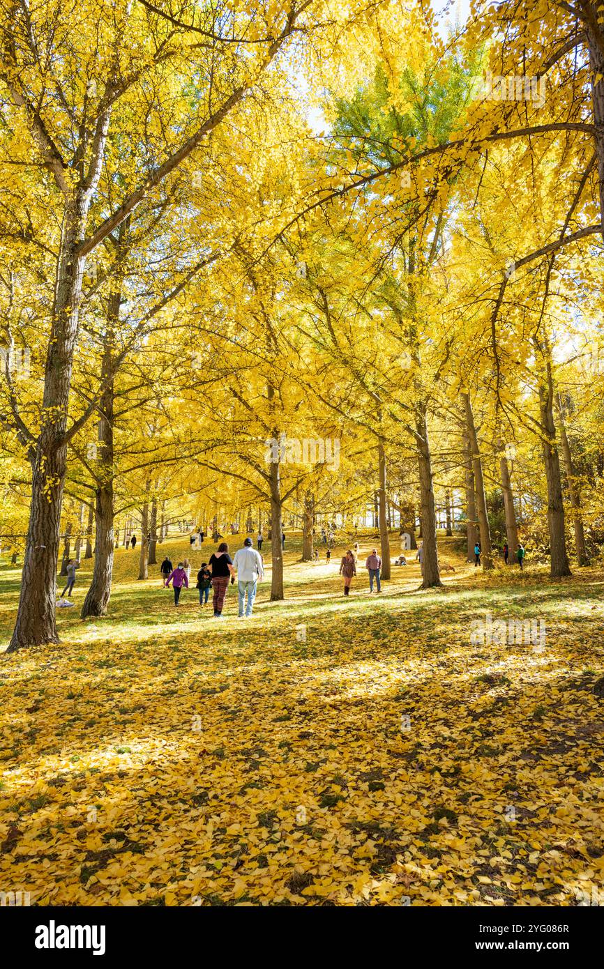 Il y a environ 300 arbres ginko dans le Blandy Ginko Grove à l'Arboretum d'État de Virginie. À l'automne, leurs feuilles vertes deviennent jaune doré créat Banque D'Images