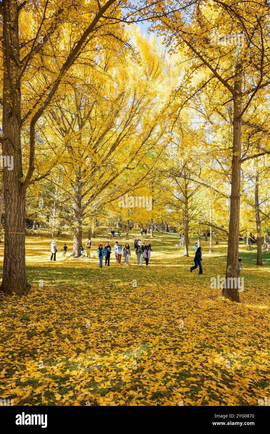 Il y a environ 300 arbres ginko dans le Blandy Ginko Grove à l'Arboretum d'État de Virginie. À l'automne, leurs feuilles vertes deviennent jaune doré créat Banque D'Images