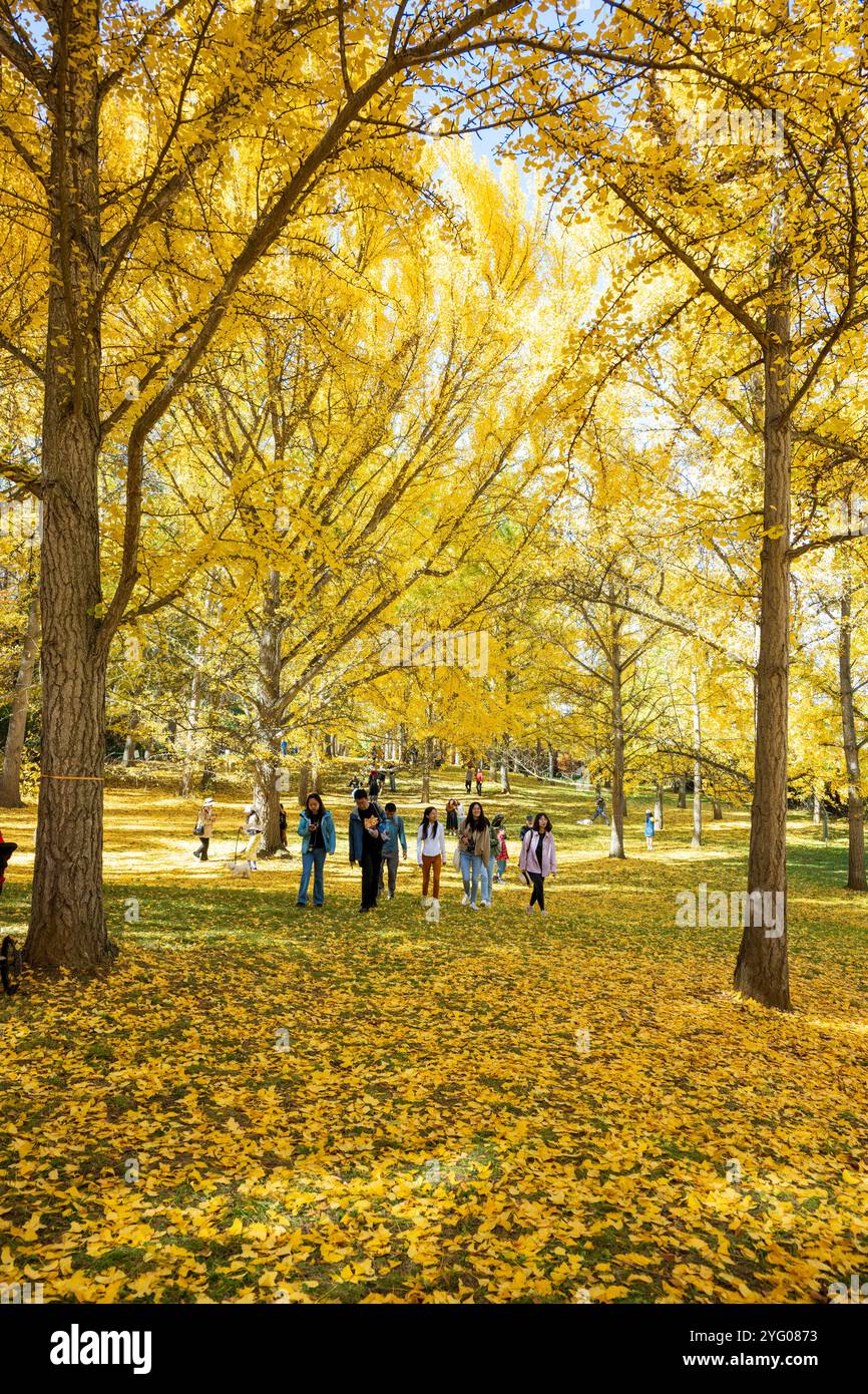 Il y a environ 300 arbres ginko dans le Blandy Ginko Grove à l'Arboretum d'État de Virginie. À l'automne, leurs feuilles vertes deviennent jaune doré créat Banque D'Images