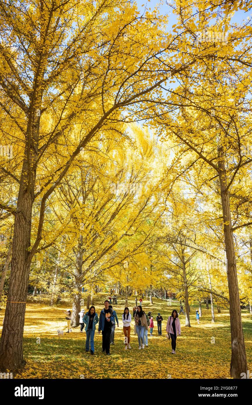 Il y a environ 300 arbres ginko dans le Blandy Ginko Grove à l'Arboretum d'État de Virginie. À l'automne, leurs feuilles vertes deviennent jaune doré créat Banque D'Images
