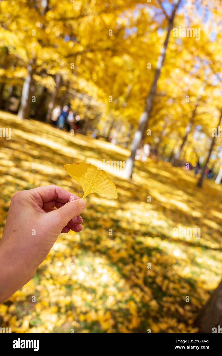 Il y a environ 300 arbres ginko dans le Blandy Ginko Grove à l'Arboretum d'État de Virginie. À l'automne, leurs feuilles vertes deviennent jaune doré créat Banque D'Images