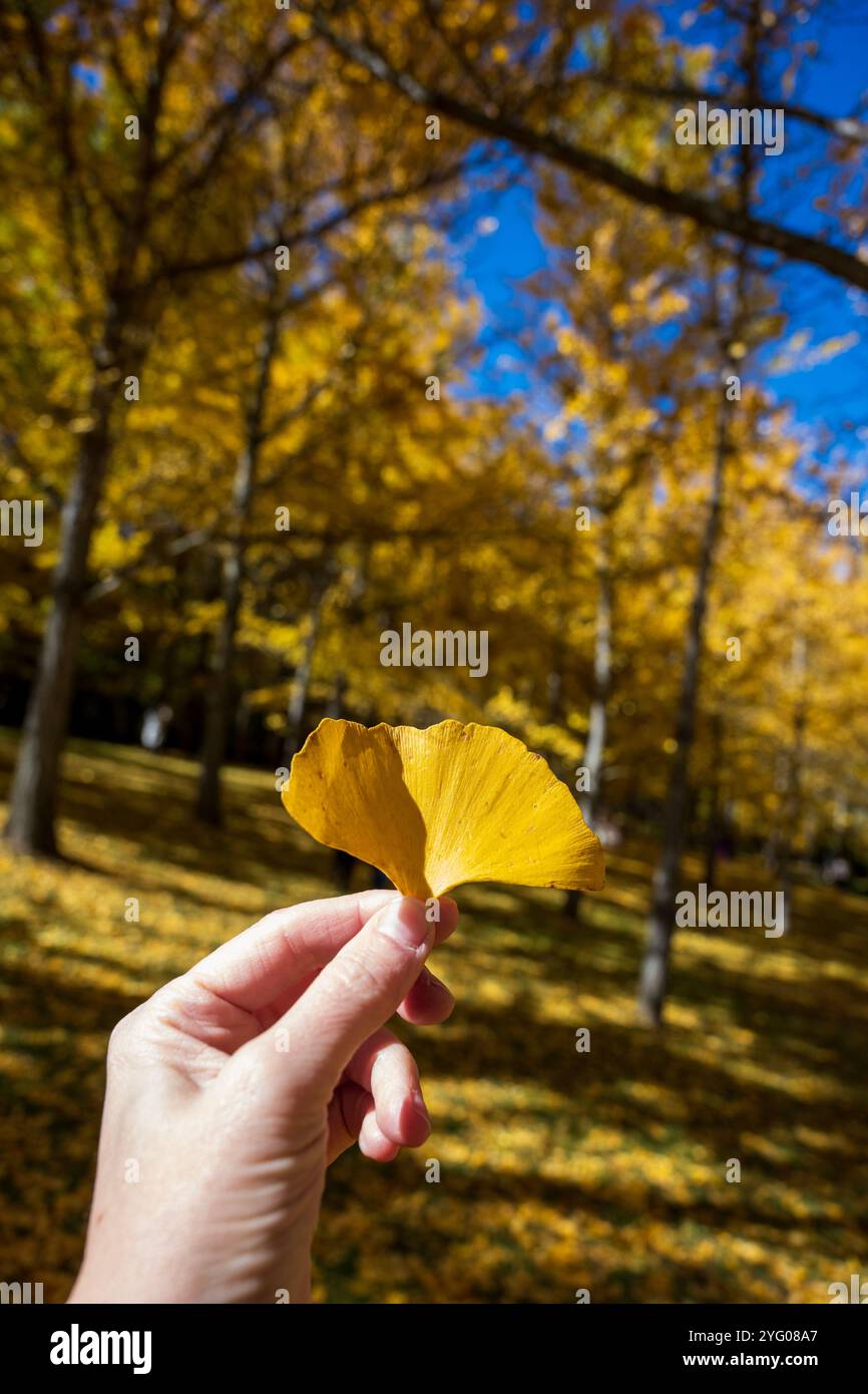 Il y a environ 300 arbres ginko dans le Blandy Ginko Grove à l'Arboretum d'État de Virginie. À l'automne, leurs feuilles vertes deviennent jaune doré créat Banque D'Images