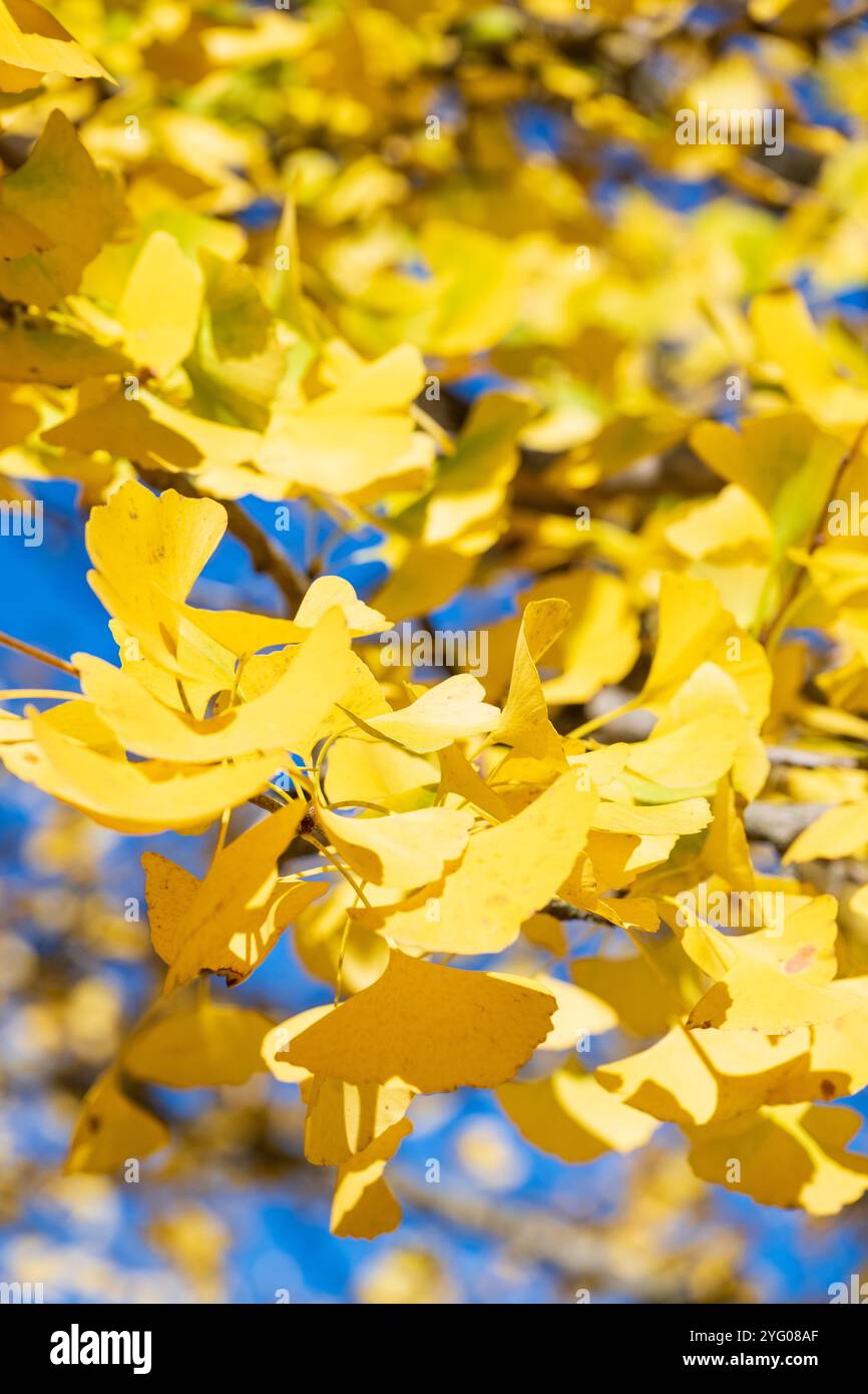 Il y a environ 300 arbres ginko dans le Blandy Ginko Grove à l'Arboretum d'État de Virginie. À l'automne, leurs feuilles vertes deviennent jaunes d'or. Banque D'Images