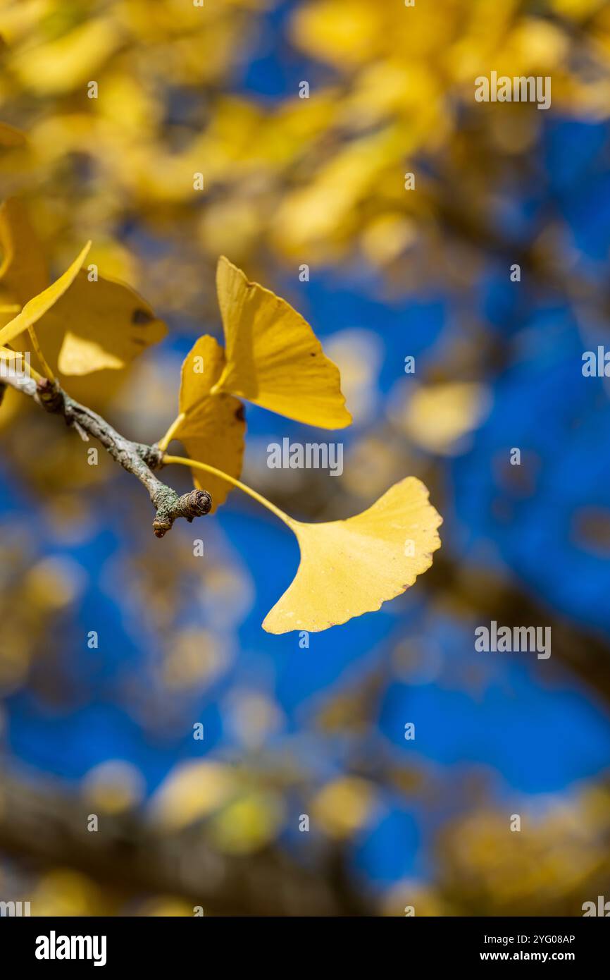 Il y a environ 300 arbres ginko dans le Blandy Ginko Grove à l'Arboretum d'État de Virginie. À l'automne, leurs feuilles vertes deviennent jaune doré créat Banque D'Images