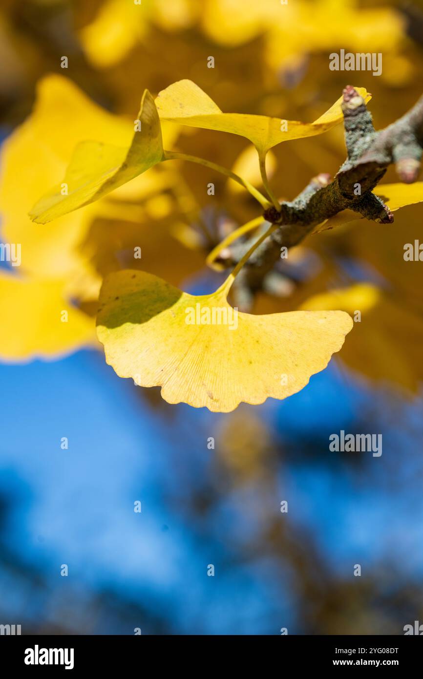 Il y a environ 300 arbres ginko dans le Blandy Ginko Grove à l'Arboretum d'État de Virginie. À l'automne, leurs feuilles vertes deviennent jaune doré créat Banque D'Images