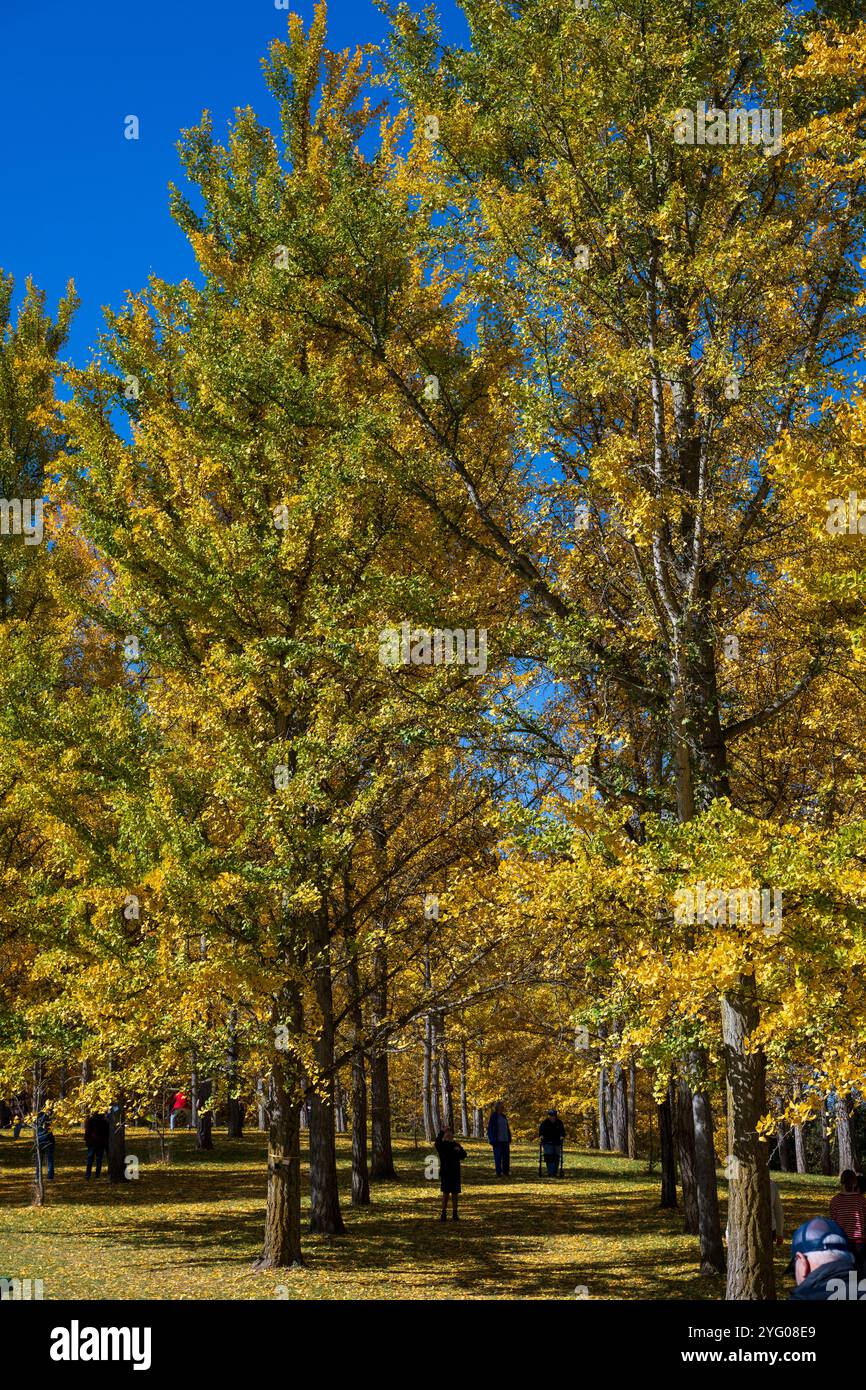 Il y a environ 300 arbres ginko dans le Blandy Ginko Grove à l'Arboretum d'État de Virginie. À l'automne, leurs feuilles vertes deviennent jaune doré créat Banque D'Images