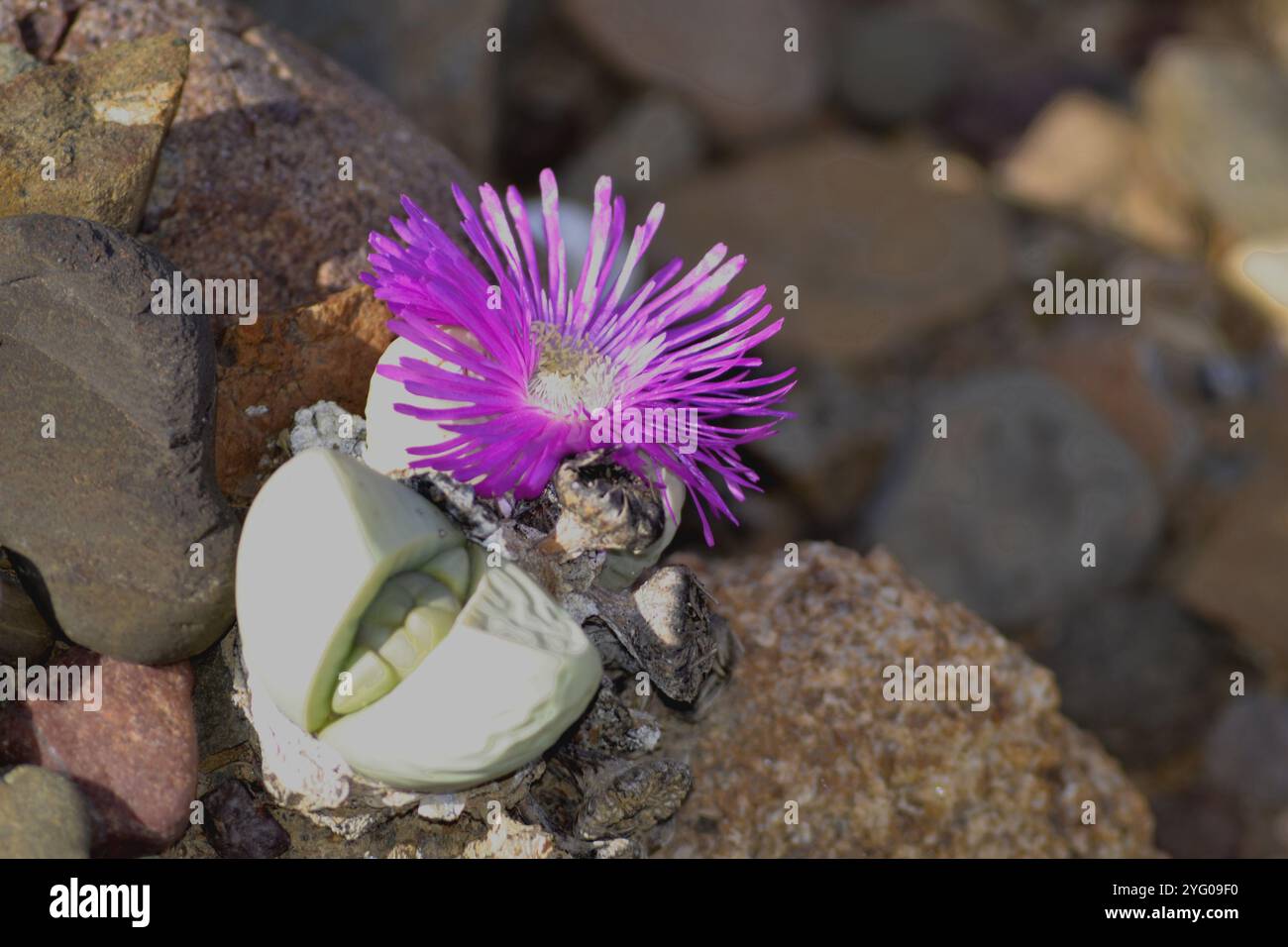 Fond de bébé à fleurs roses (Argyroderma delaetii), également appelé Bababoudjies (Afrikaans) sur le champ de quartz de Knersvlakte. Banque D'Images