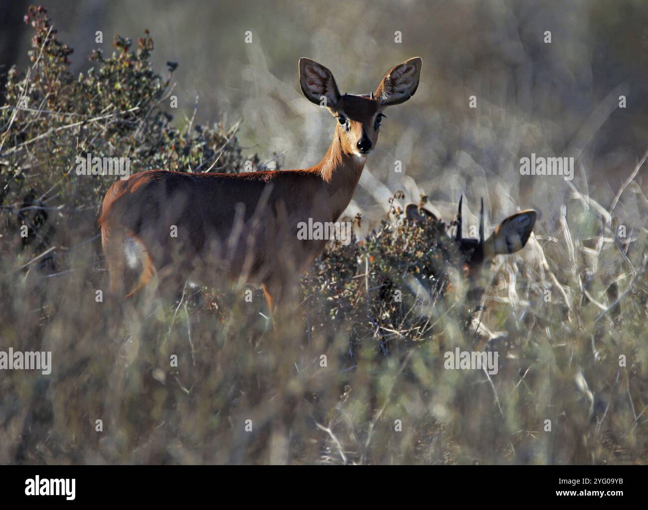 Deux mâles SteenBucks (Raphicerus campestris) cachés dans des herbes hautes à Langebaan, côte ouest de l'Afrique du Sud. Banque D'Images