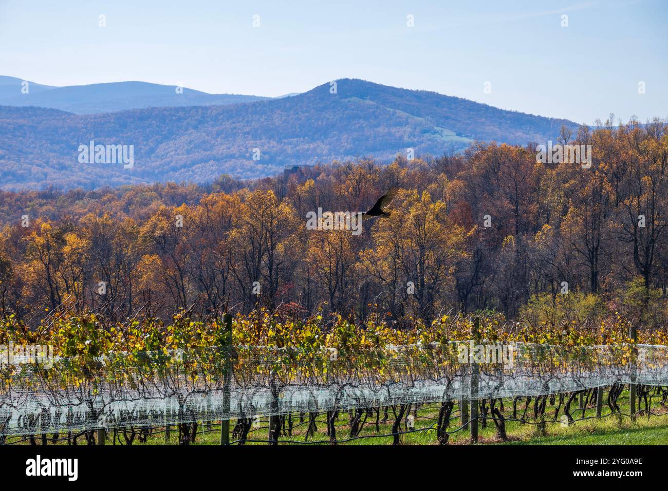 Un vautour vole bas au-dessus de rangées de vignes dans un vignoble de la région de Piedmond en Virginie. Banque D'Images