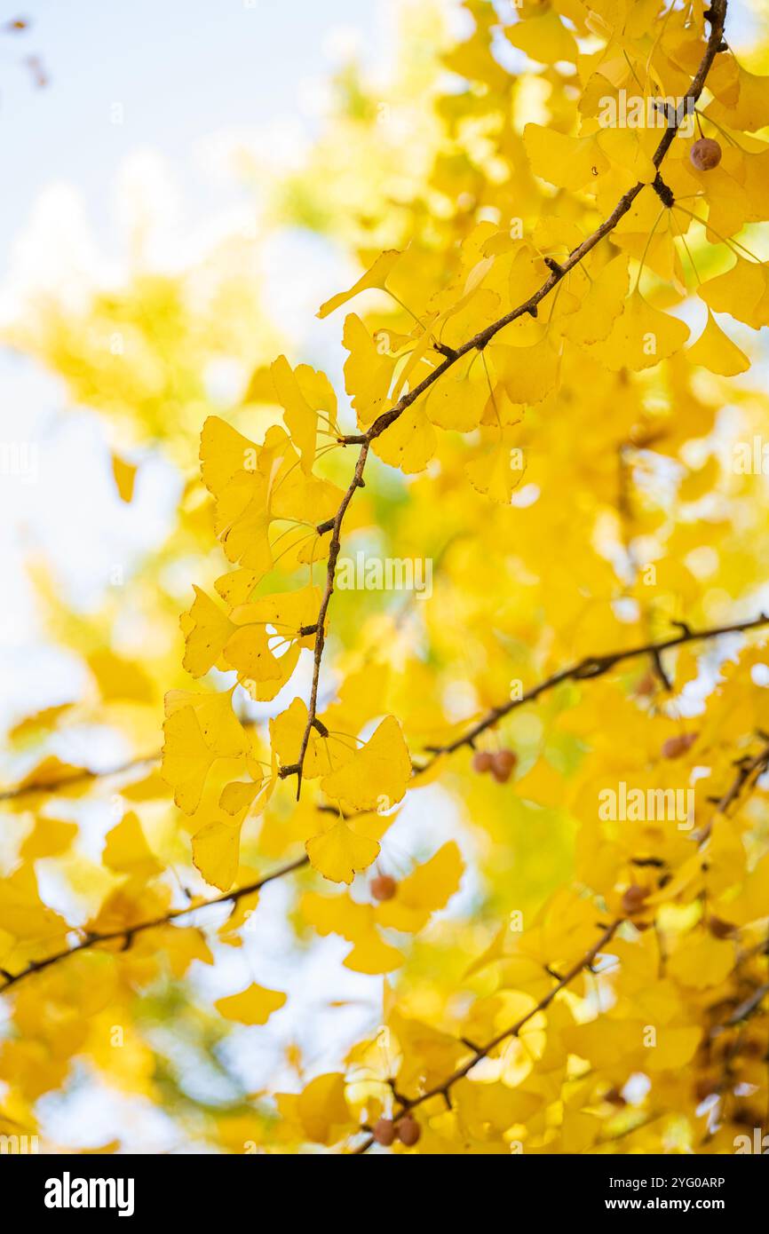 Une branche de ginko part. Il y a environ 300 arbres ginko dans le Blandy Ginko Grove à l'Arboretum d'État de Virginie. À l'automne, leur vert part Banque D'Images