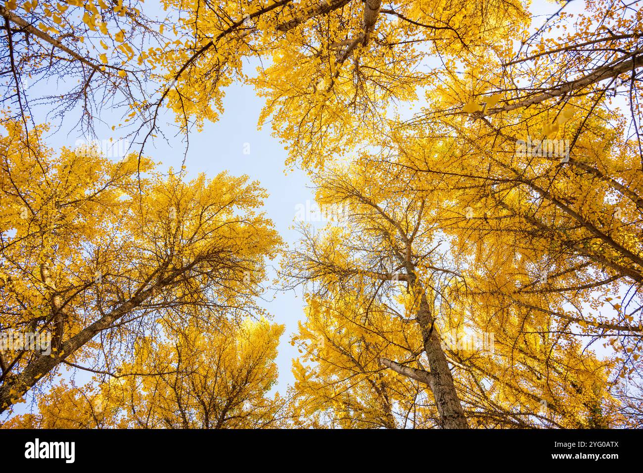 Regardant la forêt de ginko. Il y a environ 300 arbres ginko dans le Blandy Ginko Grove à l'Arboretum d'État de Virginie. À l'automne, leur vert Banque D'Images