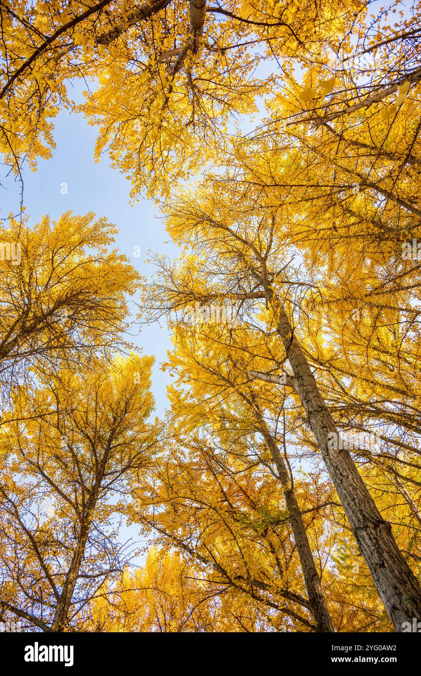 Regardant la forêt de ginko. Il y a environ 300 arbres ginko dans le Blandy Ginko Grove à l'Arboretum d'État de Virginie. À l'automne, leur vert Banque D'Images