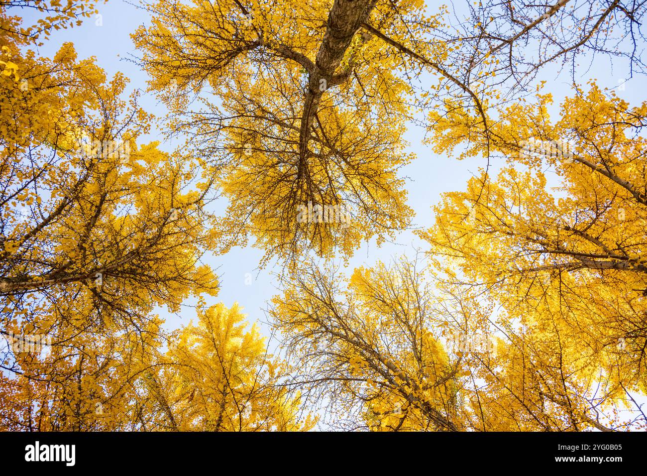 Regardant la forêt de ginko. Il y a environ 300 arbres ginko dans le Blandy Ginko Grove à l'Arboretum d'État de Virginie. À l'automne, leur vert Banque D'Images