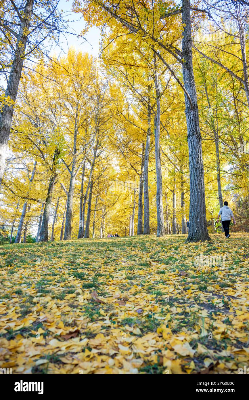 Il y a environ 300 arbres ginko dans le Blandy Ginko Grove à l'Arboretum d'État de Virginie. À l'automne, leurs feuilles vertes deviennent jaune doré créat Banque D'Images