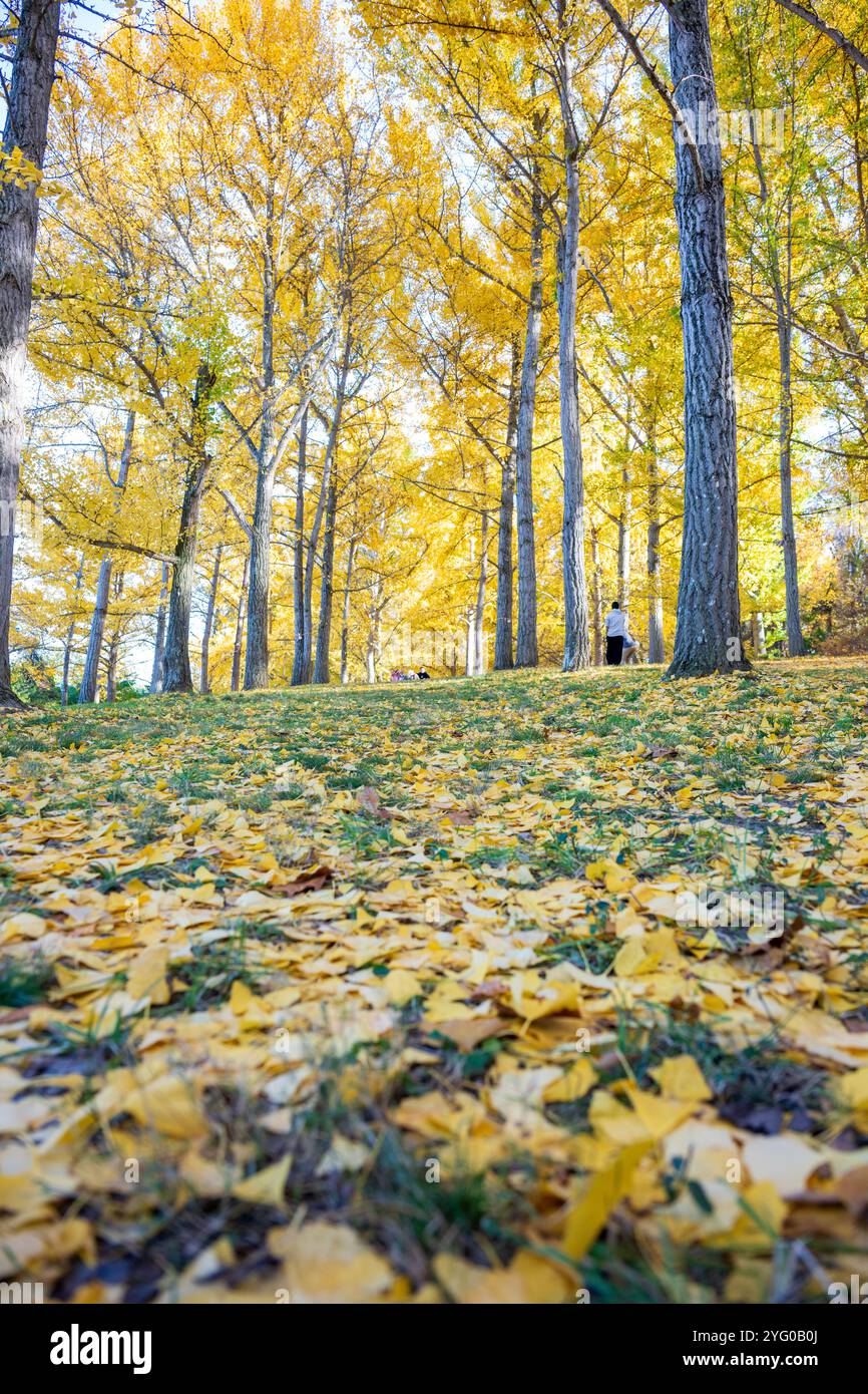 Il y a environ 300 arbres ginko dans le Blandy Ginko Grove à l'Arboretum d'État de Virginie. À l'automne, leurs feuilles vertes deviennent jaune doré créat Banque D'Images