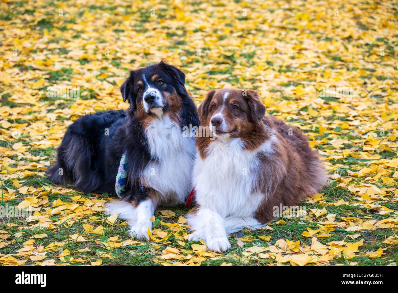 Deux bergers australiens posent pour des photos au milieu des feuilles jaunes des arbres ginko en automne. Banque D'Images
