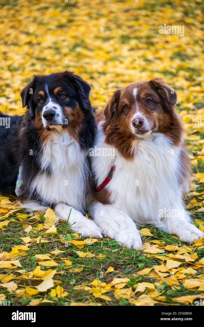 Deux bergers australiens posent pour des photos au milieu des feuilles jaunes des arbres ginko en automne. Banque D'Images