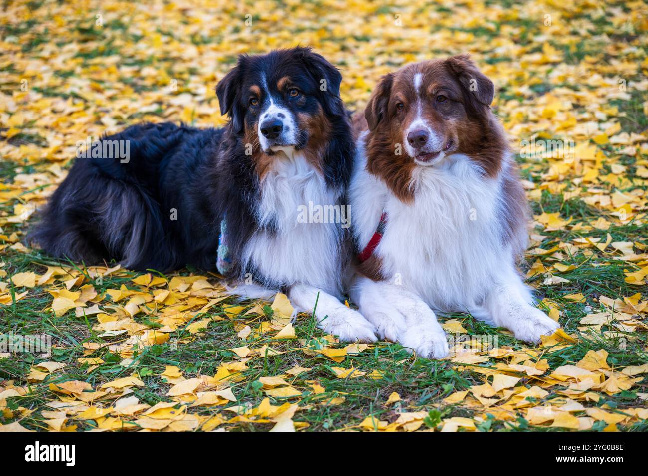 Deux bergers australiens posent pour des photos au milieu des feuilles jaunes des arbres ginko en automne. Banque D'Images