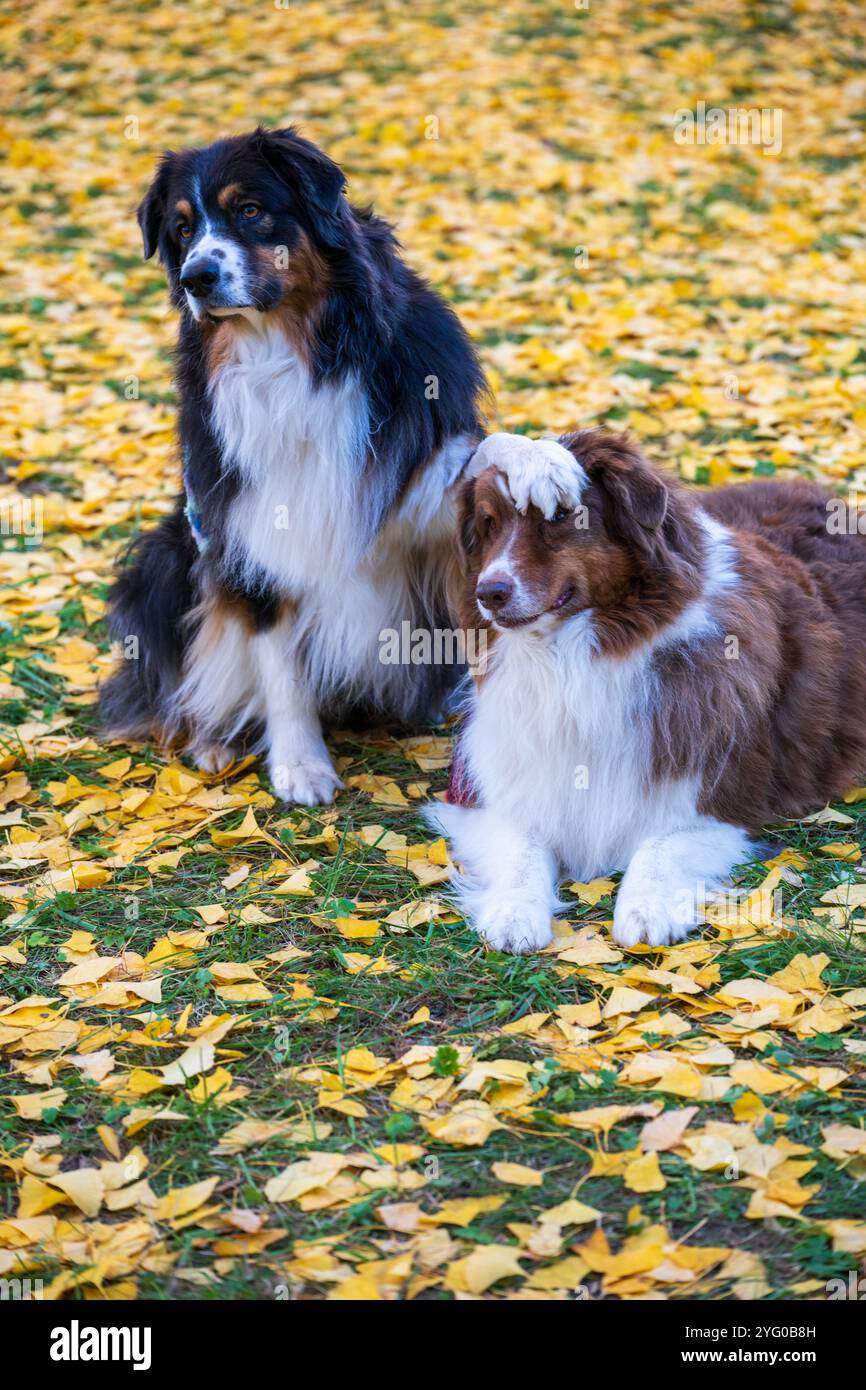 Deux bergers australiens posent pour des photos au milieu des feuilles jaunes des arbres ginko en automne. Banque D'Images