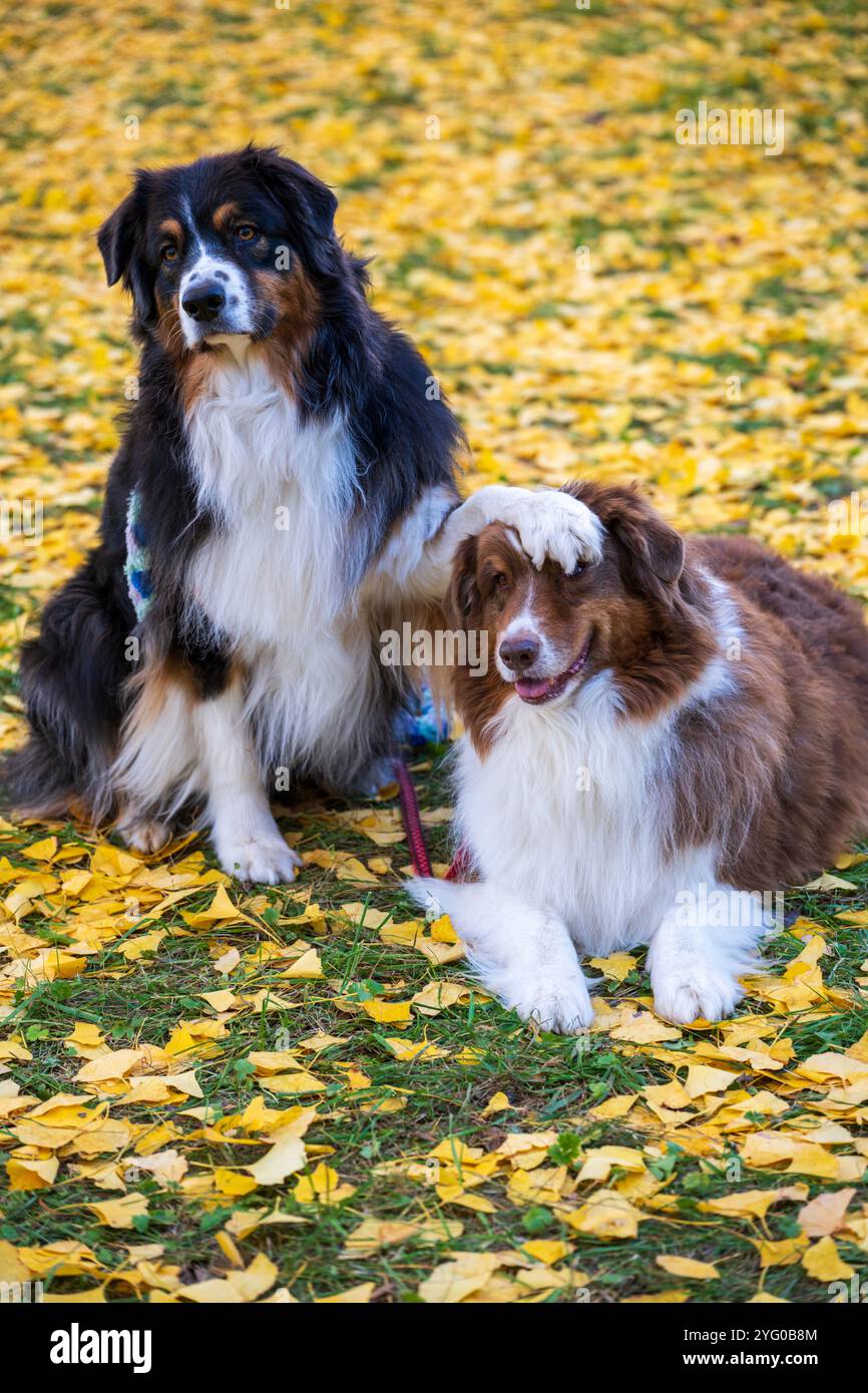 Deux bergers australiens posent pour des photos au milieu des feuilles jaunes des arbres ginko en automne. Banque D'Images