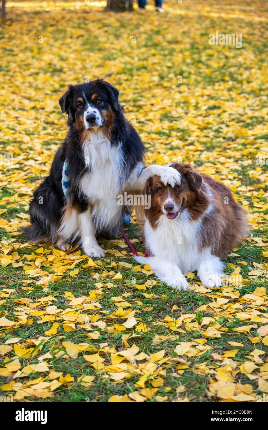 Deux bergers australiens posent pour des photos au milieu des feuilles jaunes des arbres ginko en automne. Banque D'Images