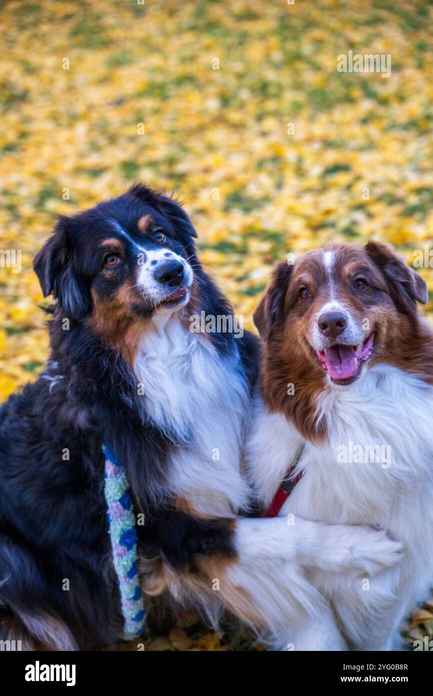 Deux bergers australiens posent pour des photos au milieu des feuilles jaunes des arbres ginko en automne. Banque D'Images
