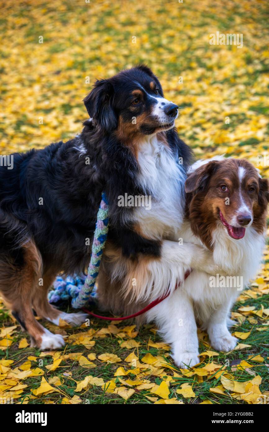 Deux bergers australiens posent pour des photos au milieu des feuilles jaunes des arbres ginko en automne. Banque D'Images