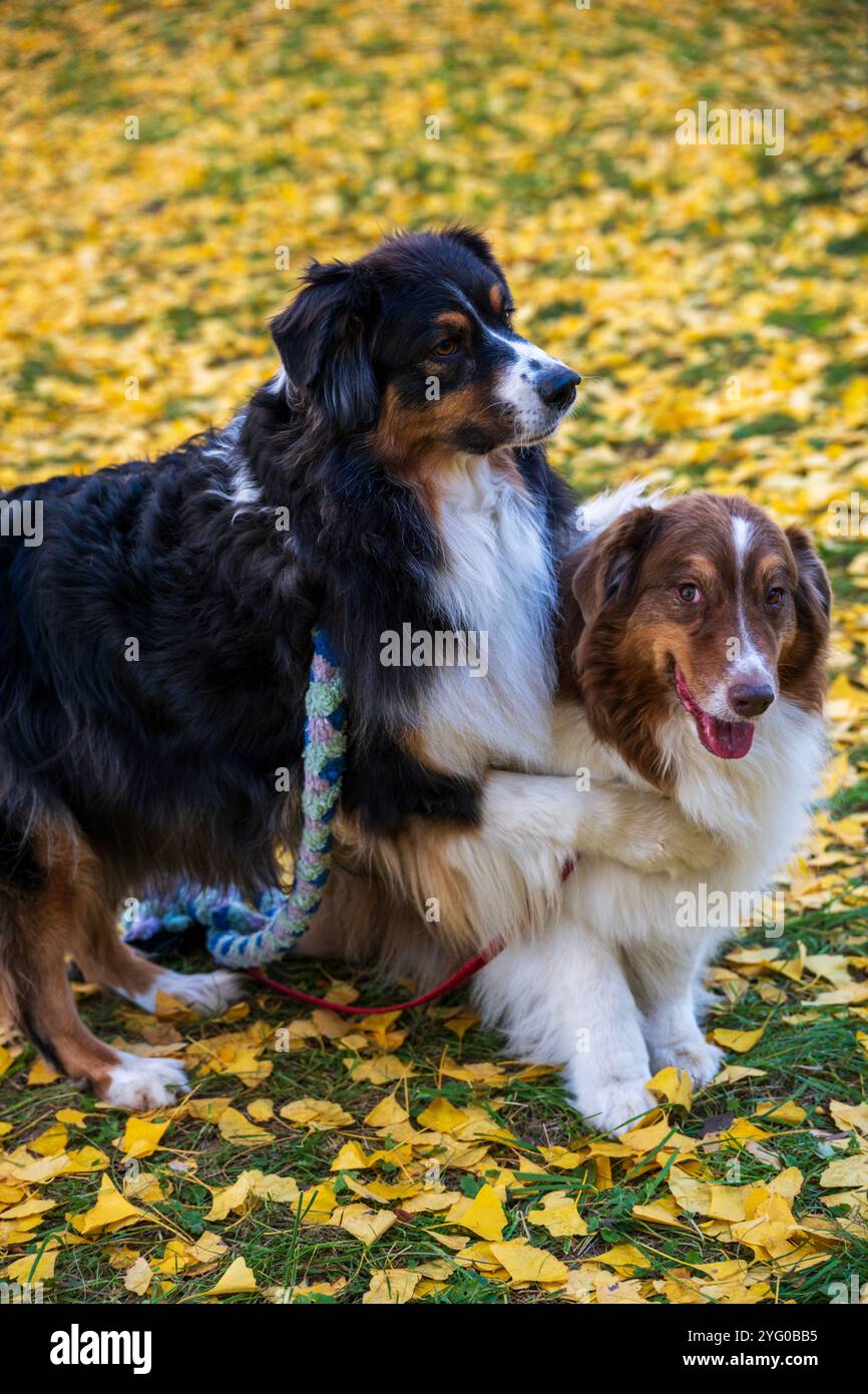 Deux bergers australiens posent pour des photos au milieu des feuilles jaunes des arbres ginko en automne. Banque D'Images