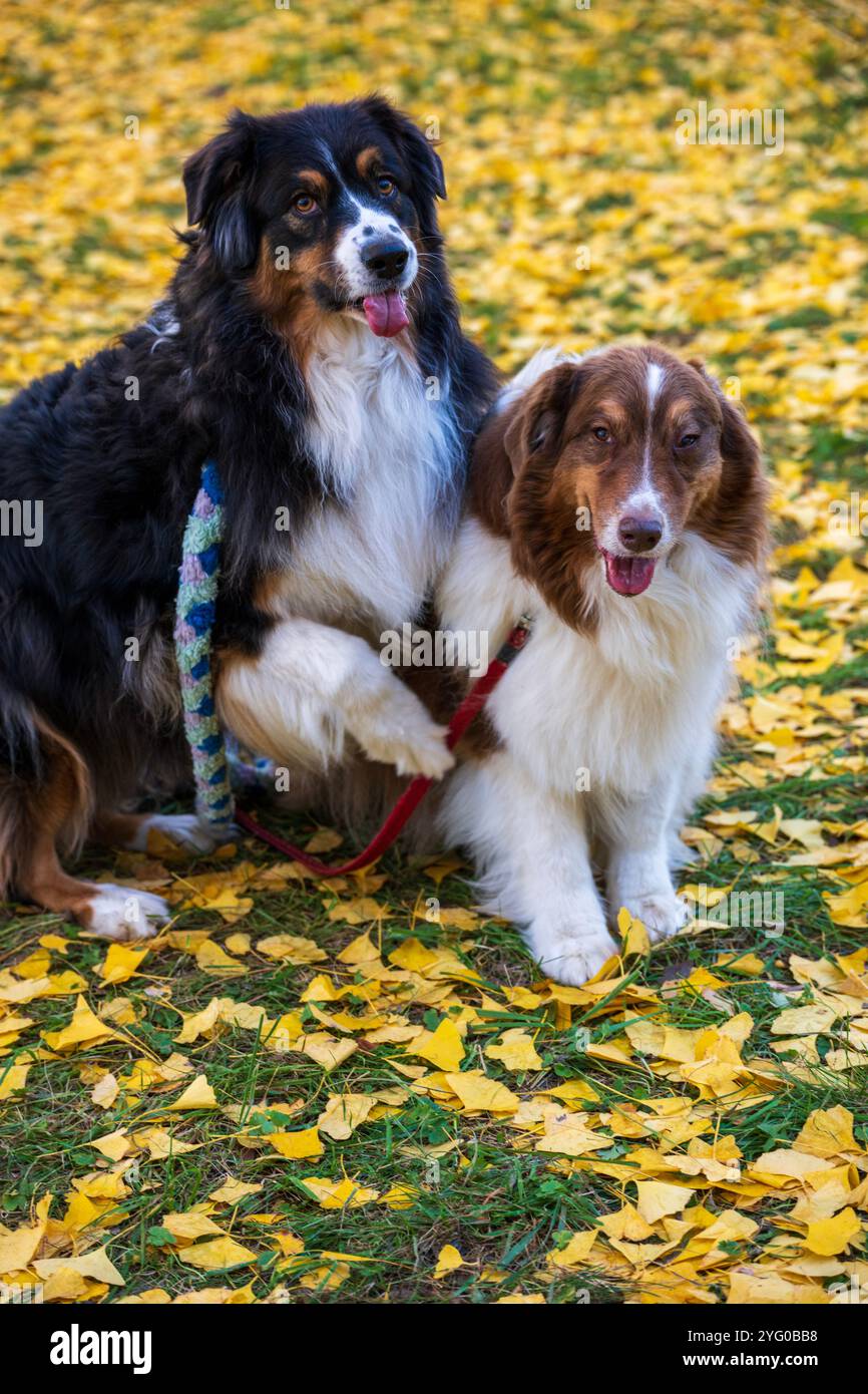 Deux bergers australiens posent pour des photos au milieu des feuilles jaunes des arbres ginko en automne. Banque D'Images