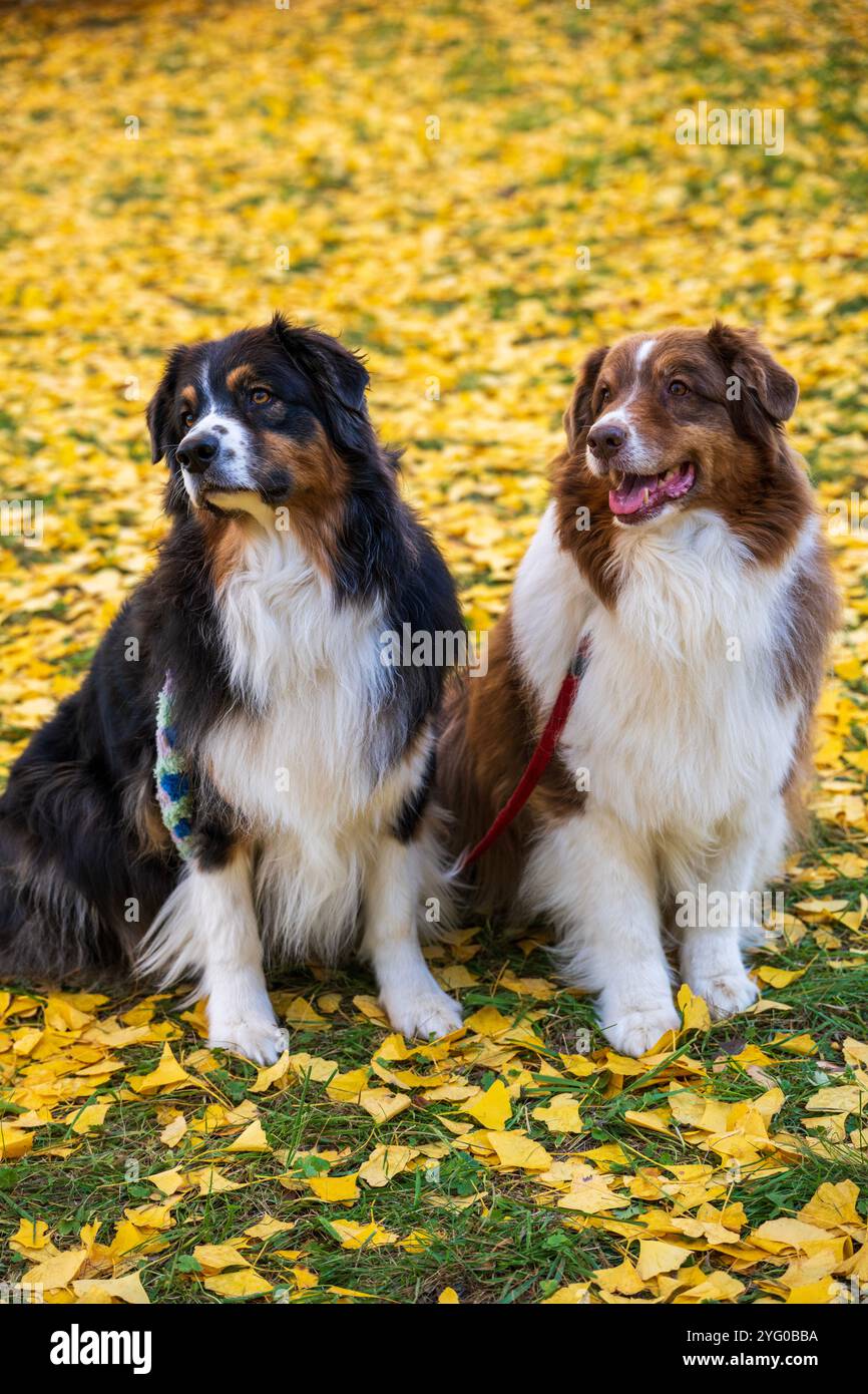 Deux bergers australiens posent pour des photos au milieu des feuilles jaunes des arbres ginko en automne. Banque D'Images