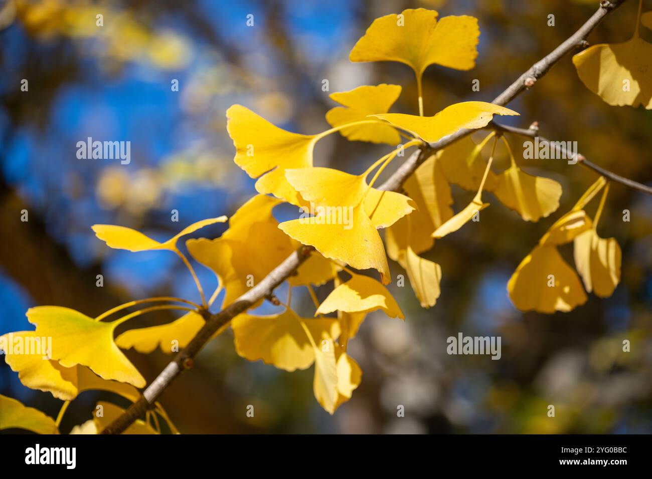 Une branche de ginko part. Il y a environ 300 arbres ginko dans le Blandy Ginko Grove à l'Arboretum d'État de Virginie. À l'automne, leur vert part Banque D'Images