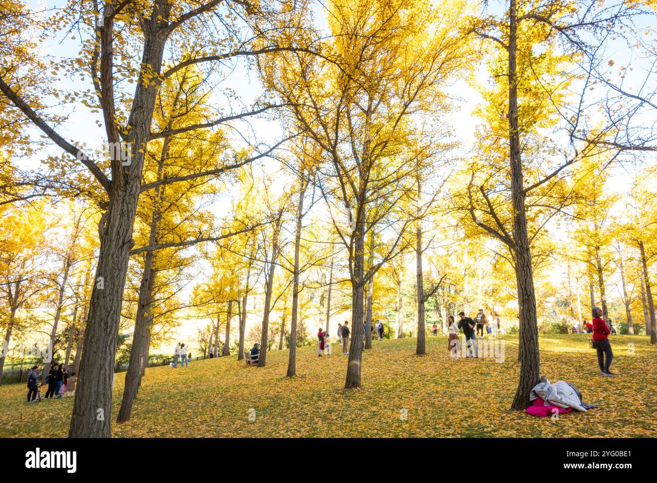 Il y a environ 300 arbres ginko dans le Blandy Ginko Grove à l'Arboretum d'État de Virginie. À l'automne, leurs feuilles vertes deviennent jaune doré créat Banque D'Images