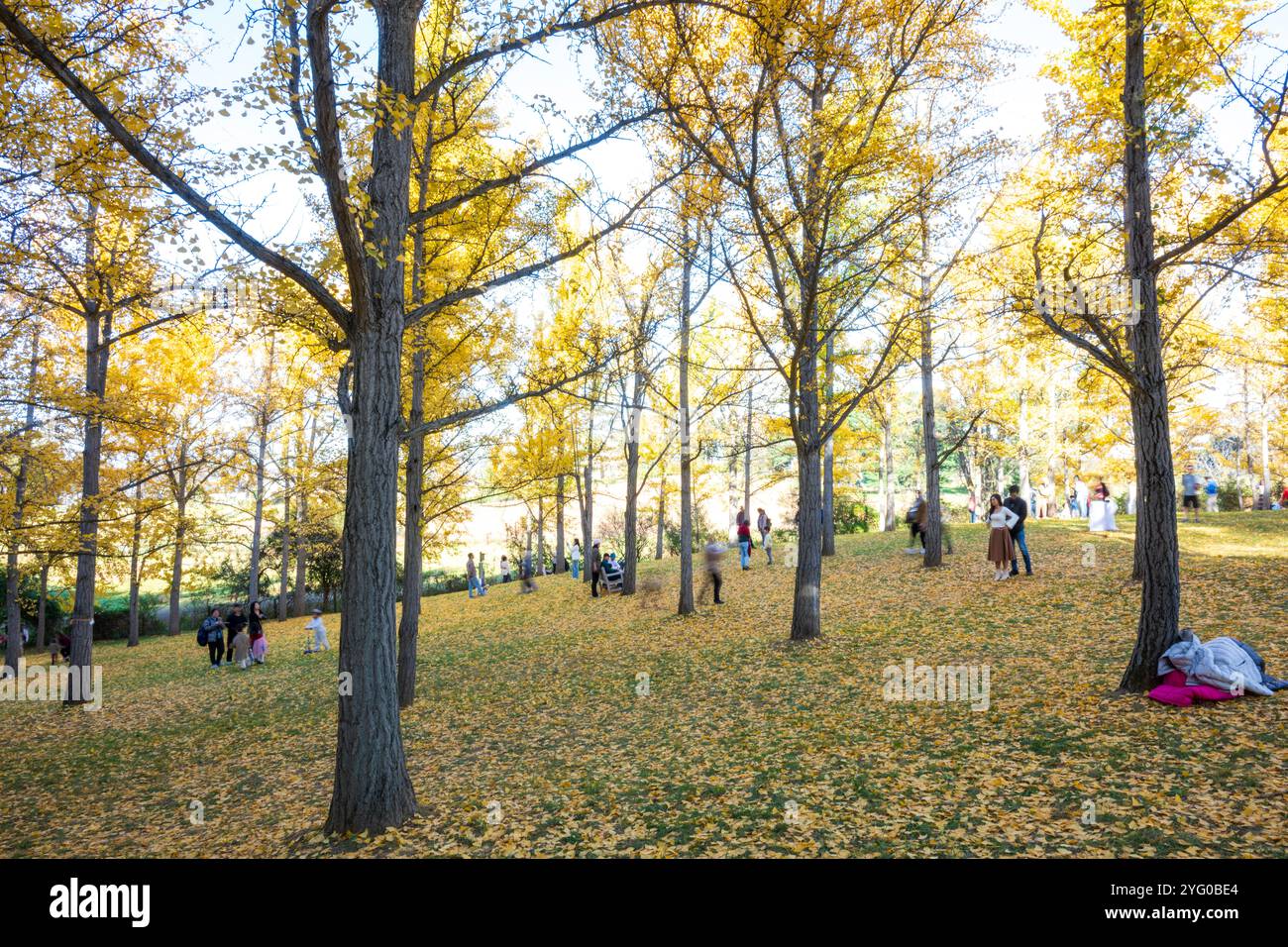 Il y a environ 300 arbres ginko dans le Blandy Ginko Grove à l'Arboretum d'État de Virginie. À l'automne, leurs feuilles vertes deviennent jaune doré créat Banque D'Images