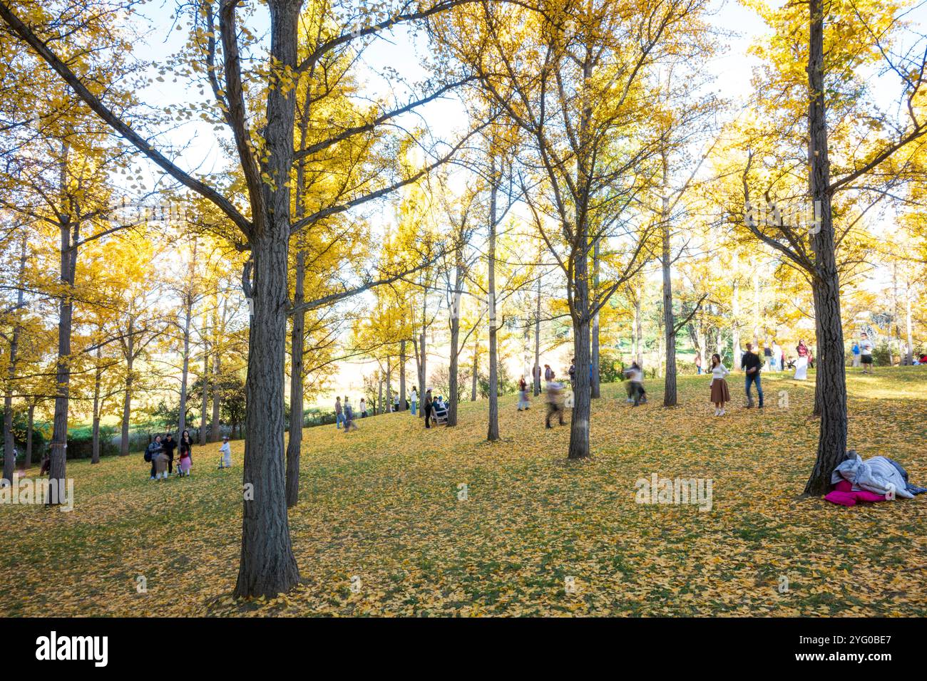 Il y a environ 300 arbres ginko dans le Blandy Ginko Grove à l'Arboretum d'État de Virginie. À l'automne, leurs feuilles vertes deviennent jaune doré créat Banque D'Images