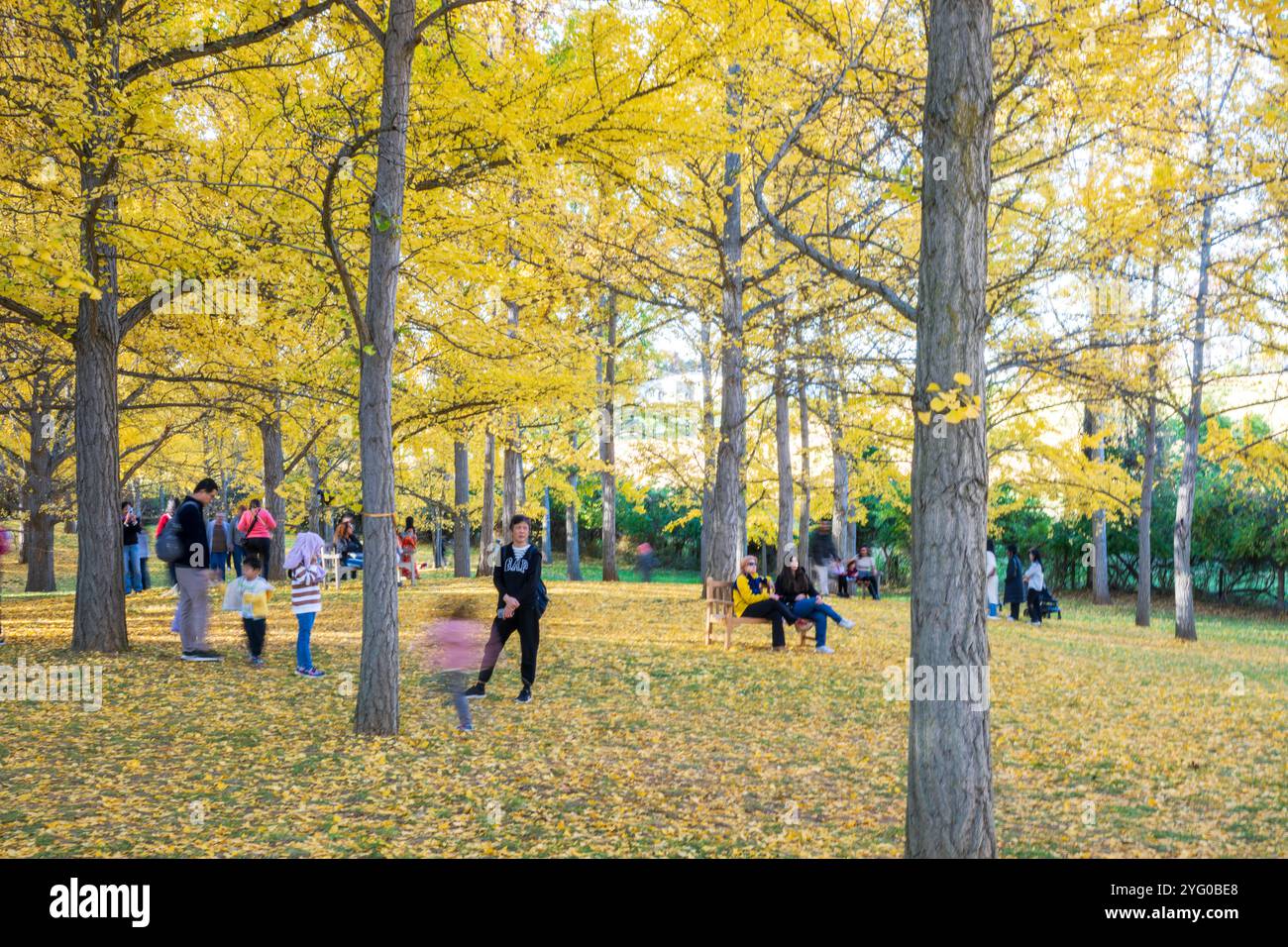 Il y a environ 300 arbres ginko dans le Blandy Ginko Grove à l'Arboretum d'État de Virginie. À l'automne, leurs feuilles vertes deviennent jaune doré créat Banque D'Images