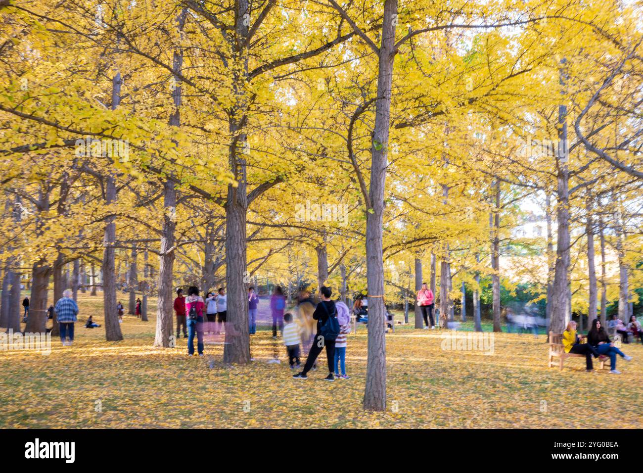 Il y a environ 300 arbres ginko dans le Blandy Ginko Grove à l'Arboretum d'État de Virginie. À l'automne, leurs feuilles vertes deviennent jaune doré créat Banque D'Images