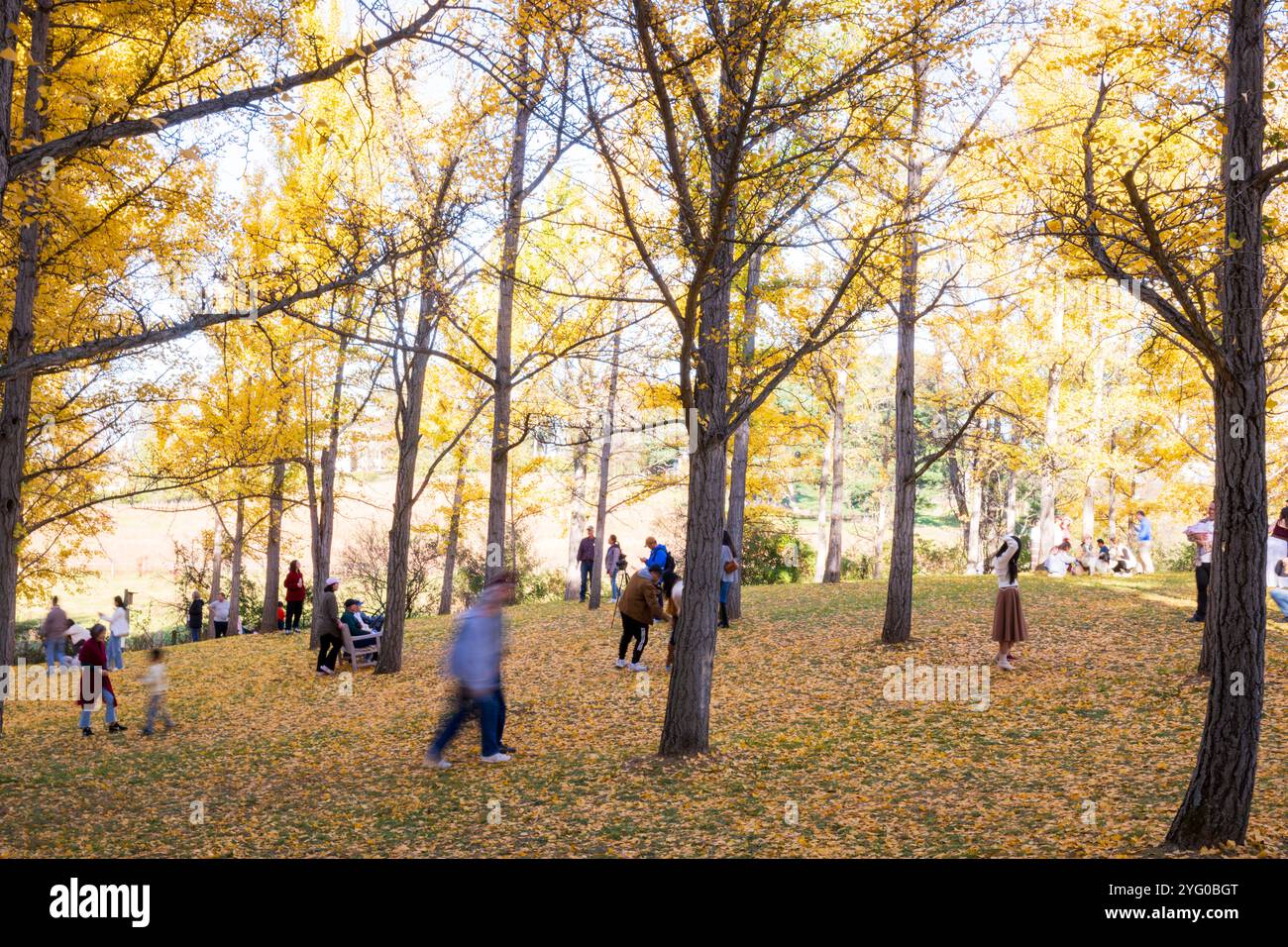Il y a environ 300 arbres ginko dans le Blandy Ginko Grove à l'Arboretum d'État de Virginie. À l'automne, leurs feuilles vertes deviennent jaune doré créat Banque D'Images