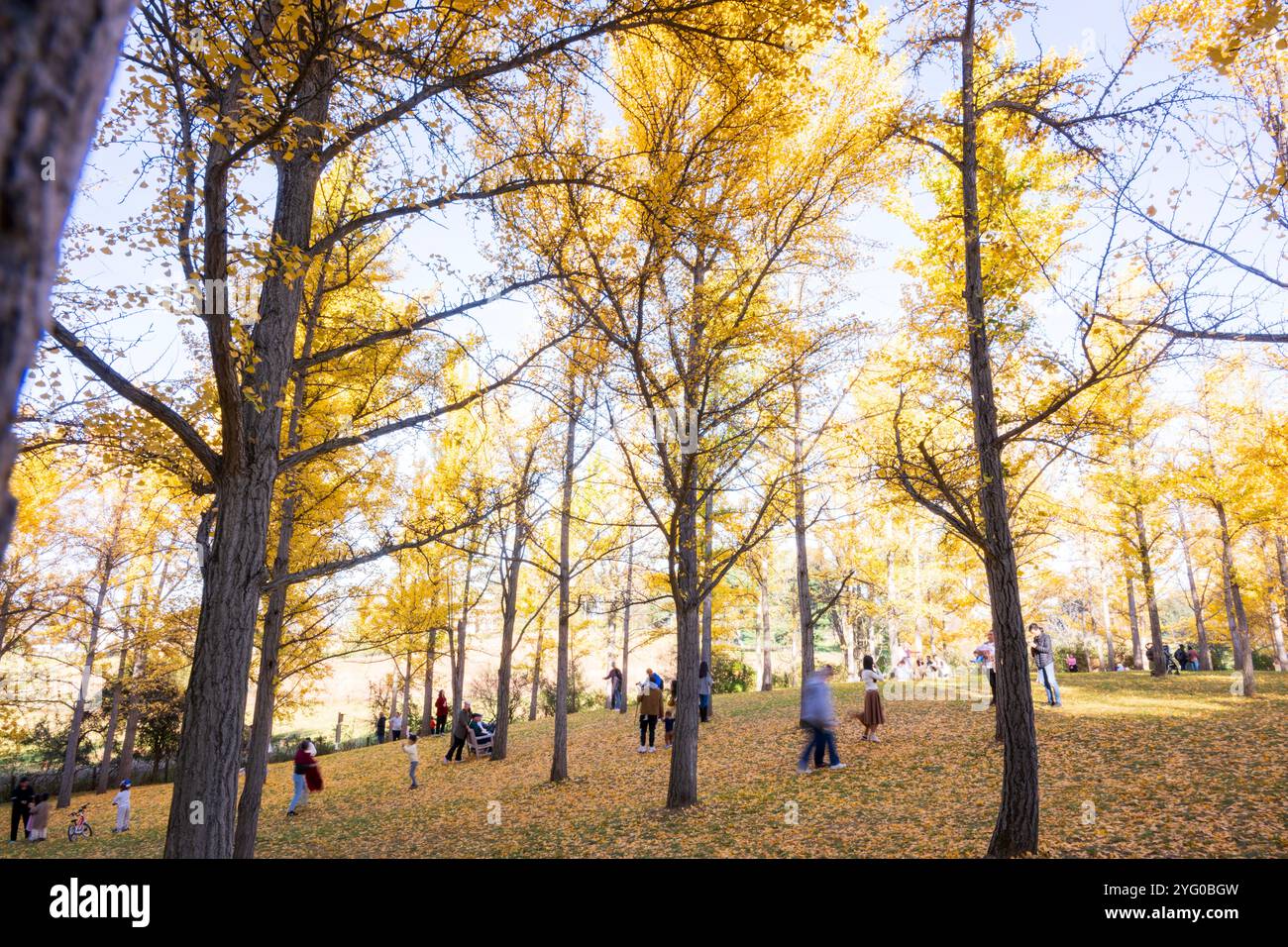 Il y a environ 300 arbres ginko dans le Blandy Ginko Grove à l'Arboretum d'État de Virginie. À l'automne, leurs feuilles vertes deviennent jaune doré créat Banque D'Images