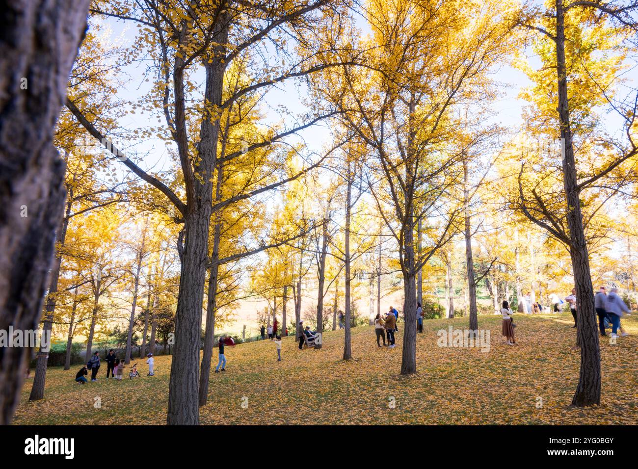 Il y a environ 300 arbres ginko dans le Blandy Ginko Grove à l'Arboretum d'État de Virginie. À l'automne, leurs feuilles vertes deviennent jaune doré créat Banque D'Images
