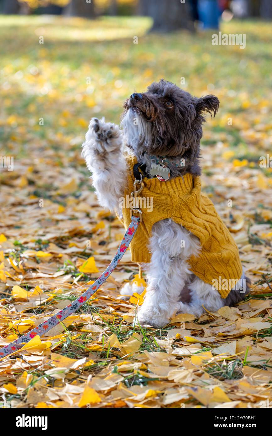 Un schnauzer miniature portant un pull jaune pose pour des photos au milieu de feuilles de ginko jaunes tombées. Banque D'Images