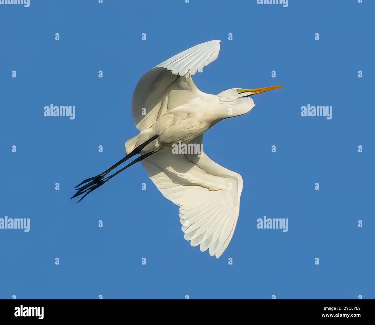 Une Grande aigrette s'élève gracieusement dans un ciel bleu clair, ses ailes s'écartent en largeur à mi-vol. Illustration photo Banque D'Images