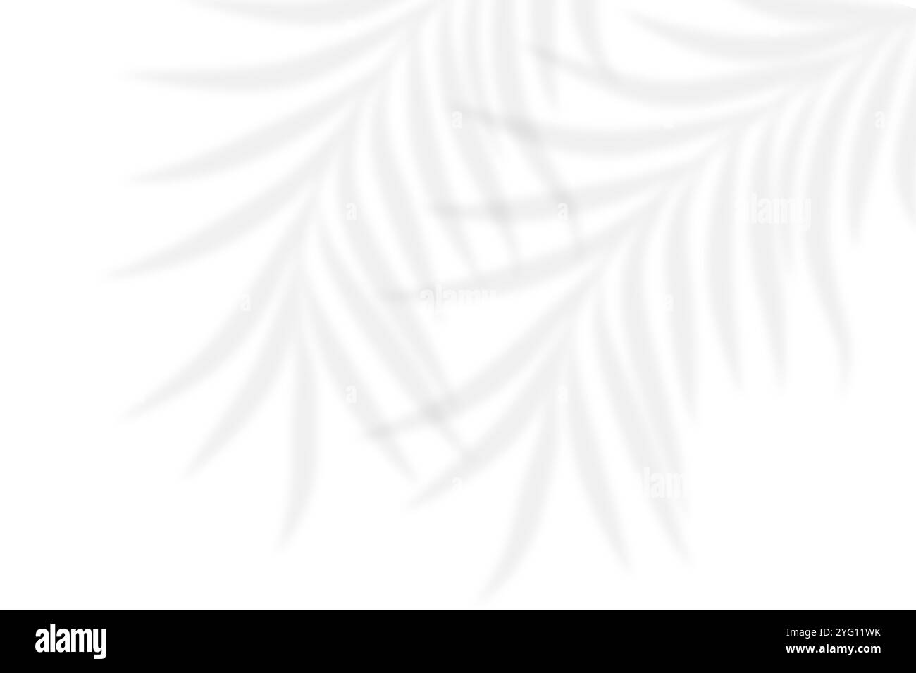 Ombre de feuille abstraite et fond flou clair. Feuilles naturelles ombres de branche d'arbre et lumière du soleil tapés sur la texture de mur de béton blanc pour backgrou Banque D'Images