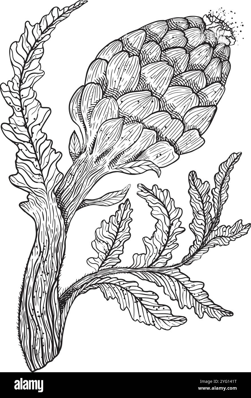 Un croquis vintage magnifiquement détaillé illustrant un bouton de fleur d'artichaut exquis avec ses feuilles élégantes. Graphiques vectoriels dessinés à la main en noir et blanc pour la conception d'un site Web, articles, livret, flyer, e-pack, étiquette ou publicité. Illustration de Vecteur