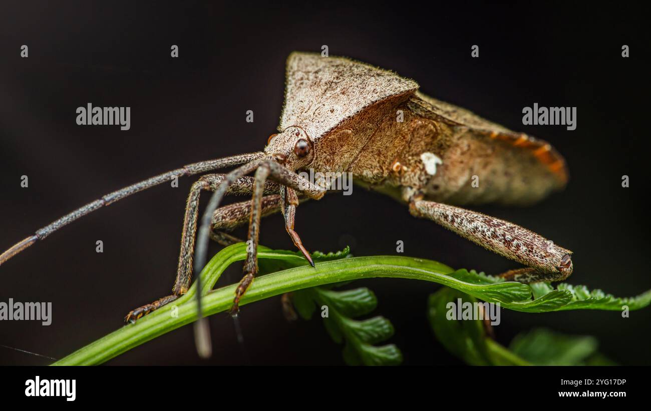 Gros plan d'un insecte de quai explorant une feuille verte éclatante, mettant en valeur ses détails complexes et ses mouvements délicats dans la nature, la macro photographie et ne pas faire Banque D'Images