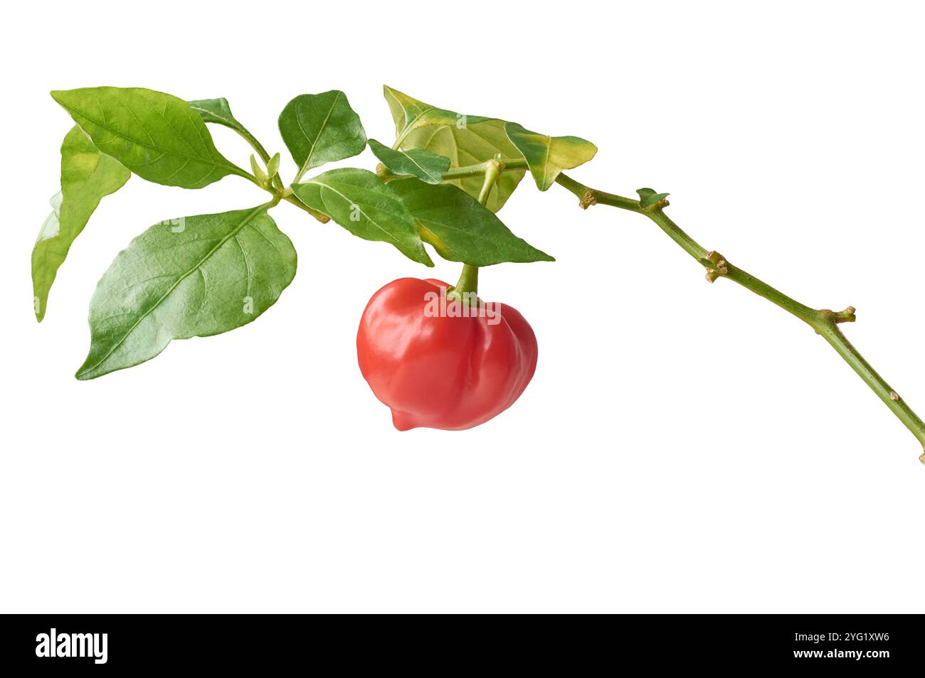 plante de chili avec du piment rouge mûr fond blanc isolé, gros plan de plante légume commune avec des fruits Banque D'Images