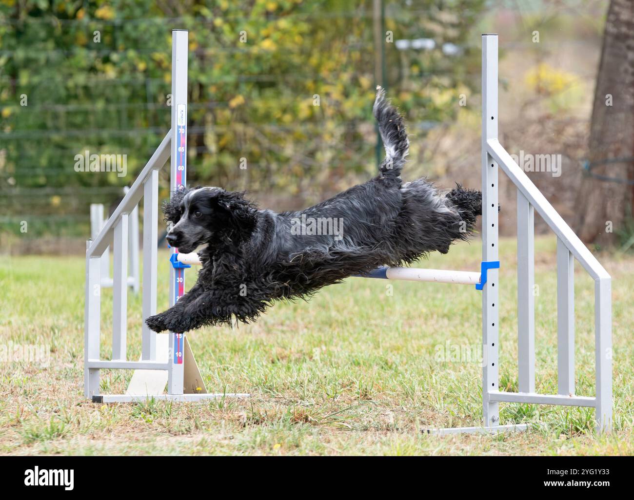 compétition d'agilité avec chien en automne Banque D'Images